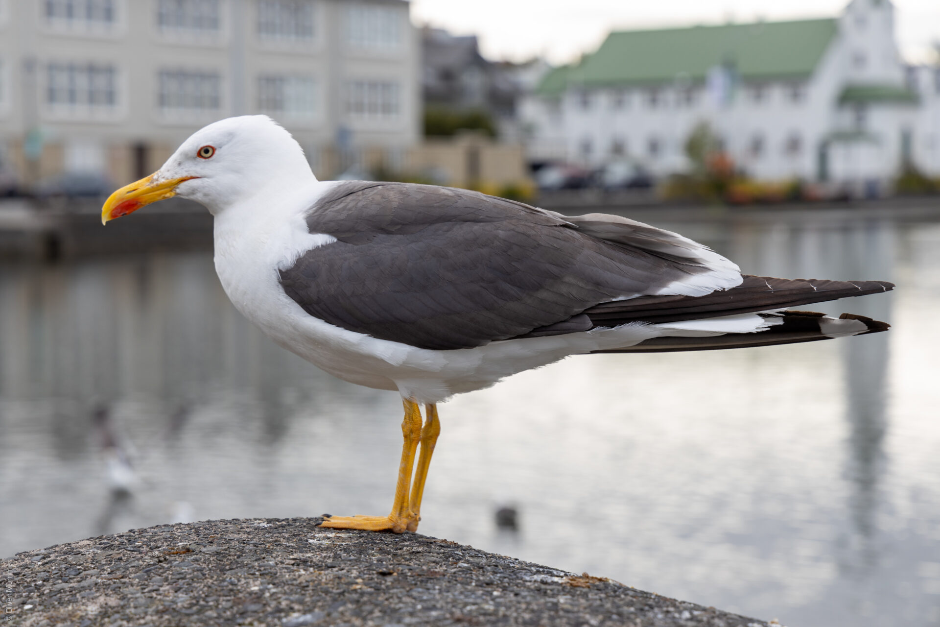 Reykjavík ● Möwe am Tjörnin ● ©2019