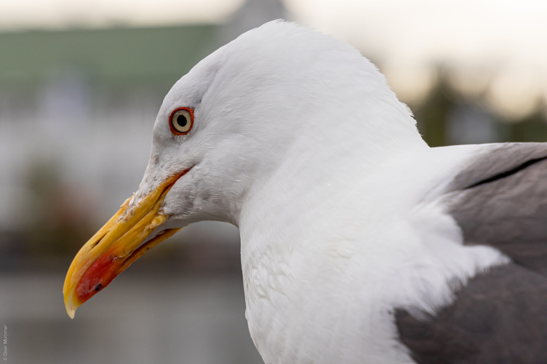 Reykjavík ● Möwe am Tjörnin ● ©2019