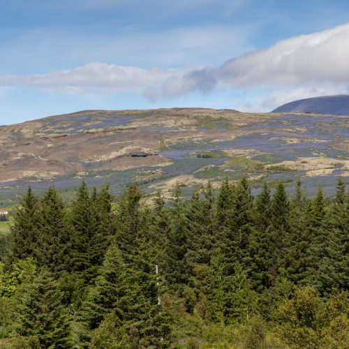 Mosfellsdalur bei Gljúfrasteinn ● ©2022