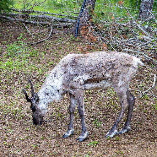 Reindeerpark Fellabær ● 2025
