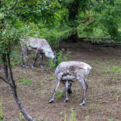 Reindeerpark Fellabær ● 2025