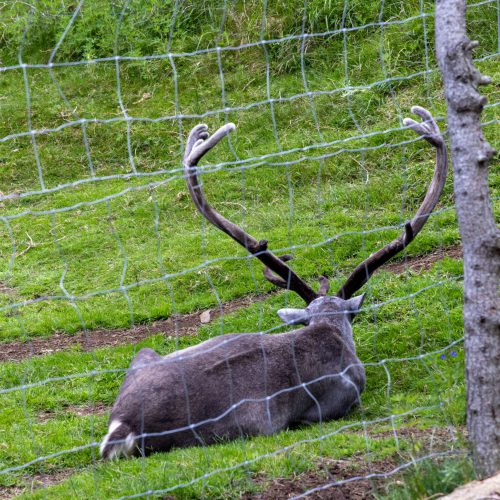 Reindeerpark Fellabær ● Bulle ● 2025
