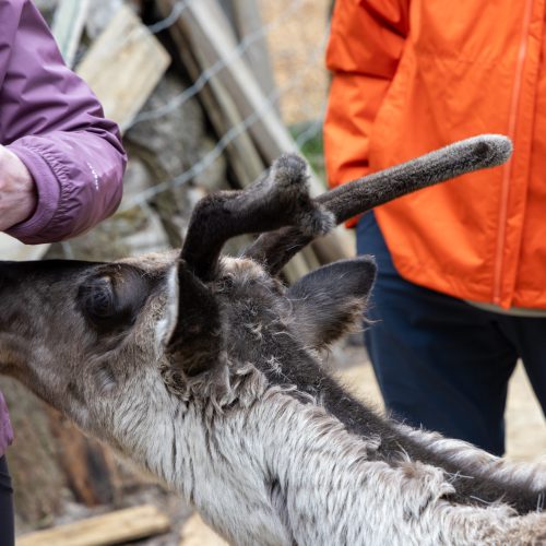 Reindeerpark Fellabær ● 2025