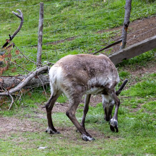 Reindeerpark Fellabær ● 2025