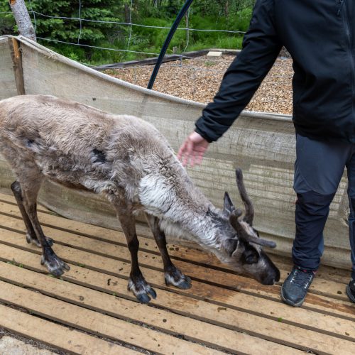 Reindeerpark Fellabær ● 2025